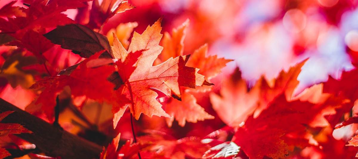 Bright red and orange fall leaves